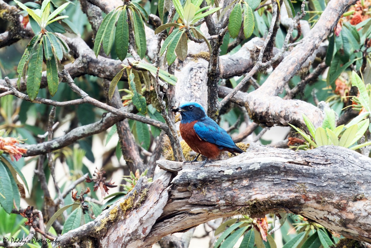 Chestnut-bellied Rock-Thrush - Padmanav Kundu