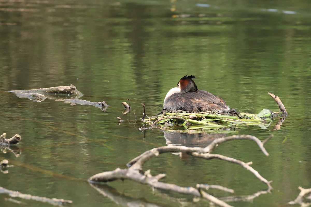 Great Crested Grebe - Laurent Chevallier