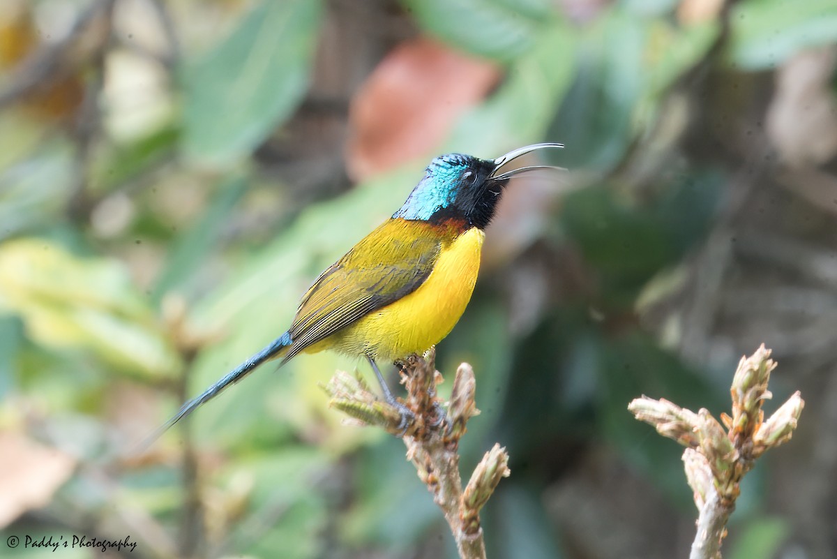 Green-tailed Sunbird - Padmanav Kundu
