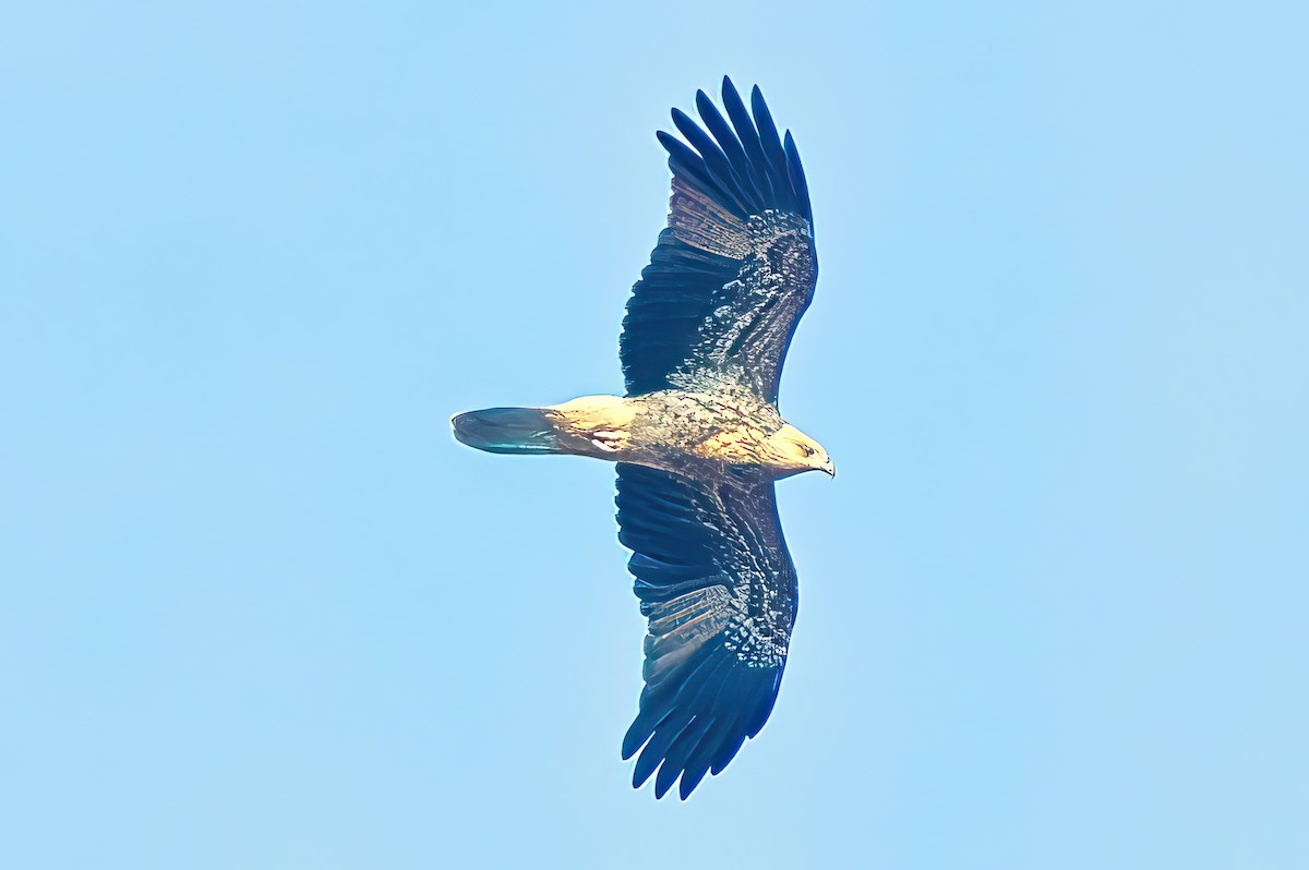 Whistling Kite - Alfons  Lawen