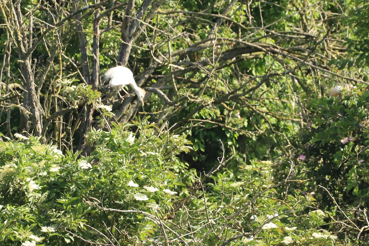 Western Cattle Egret - Laurent Chevallier