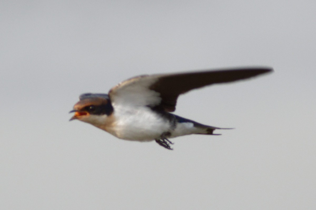 Wire-tailed Swallow - Able Lawrence