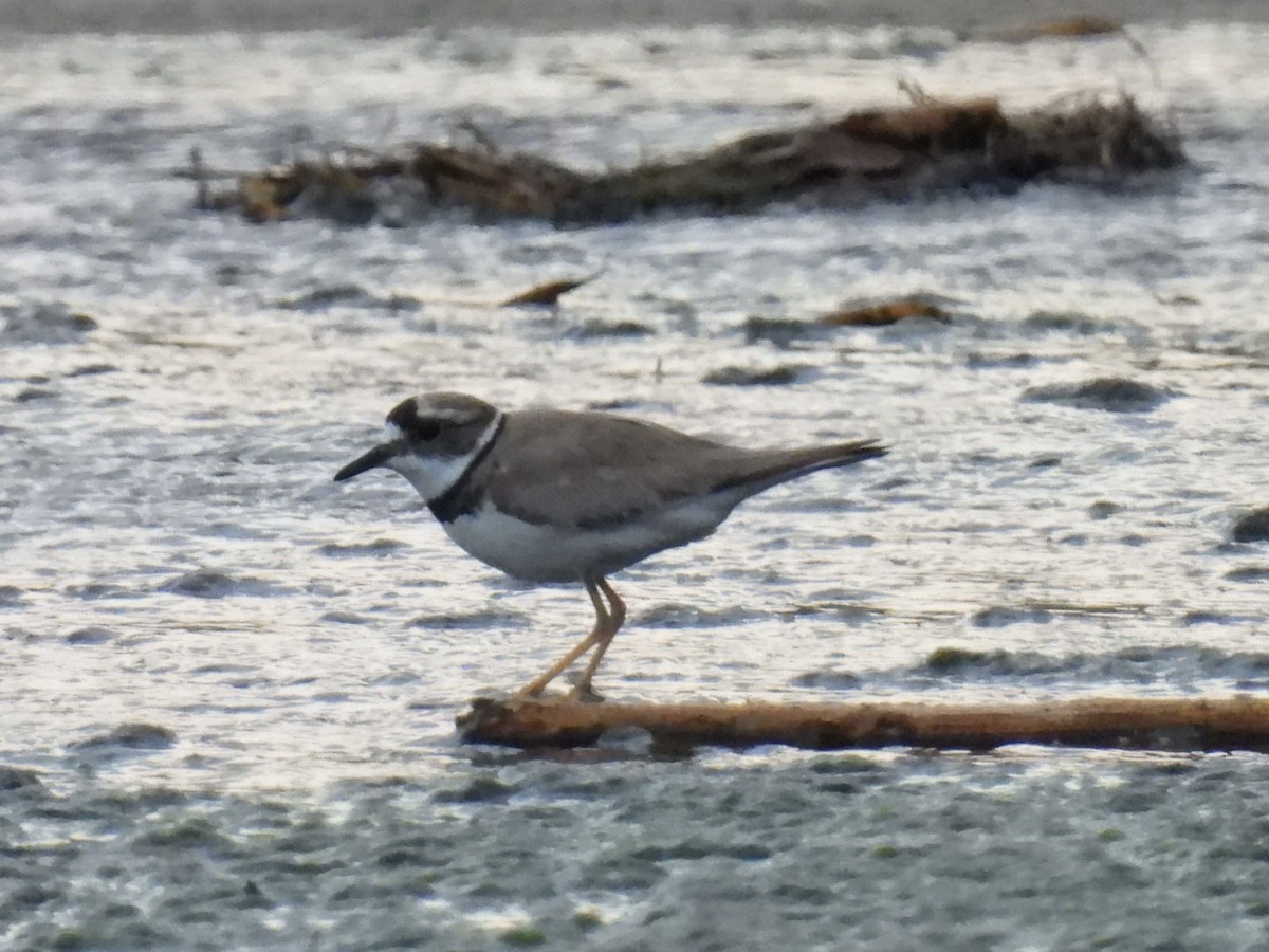 Long-billed Plover - Bret Okeson