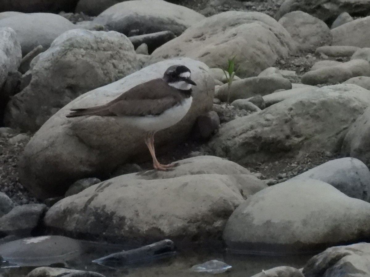 Long-billed Plover - Bret Okeson