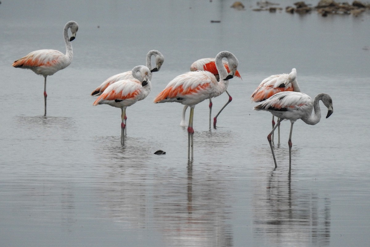Chilean Flamingo - José Fernández Piñar