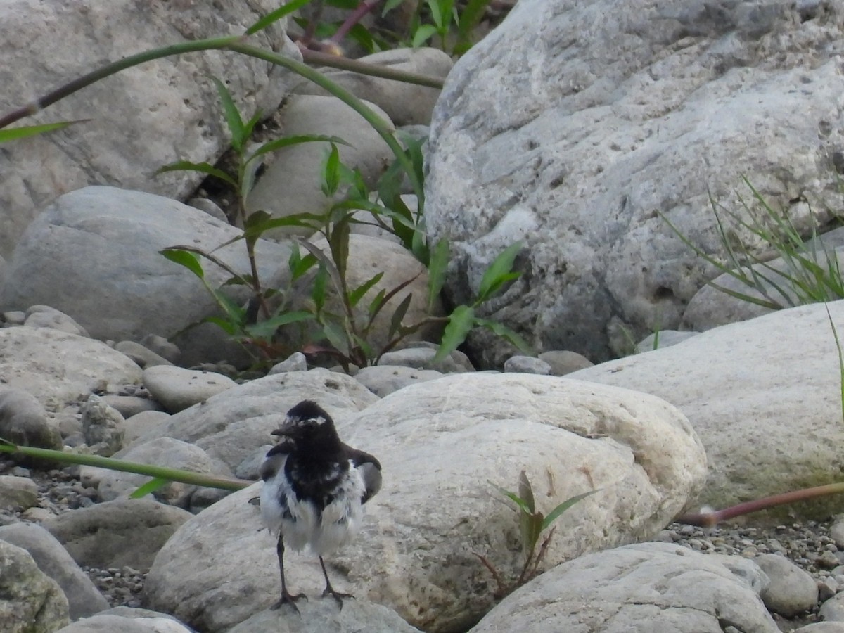Japanese Wagtail - Bret Okeson