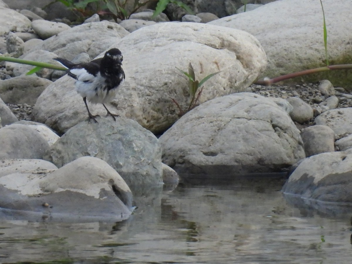 Japanese Wagtail - Bret Okeson