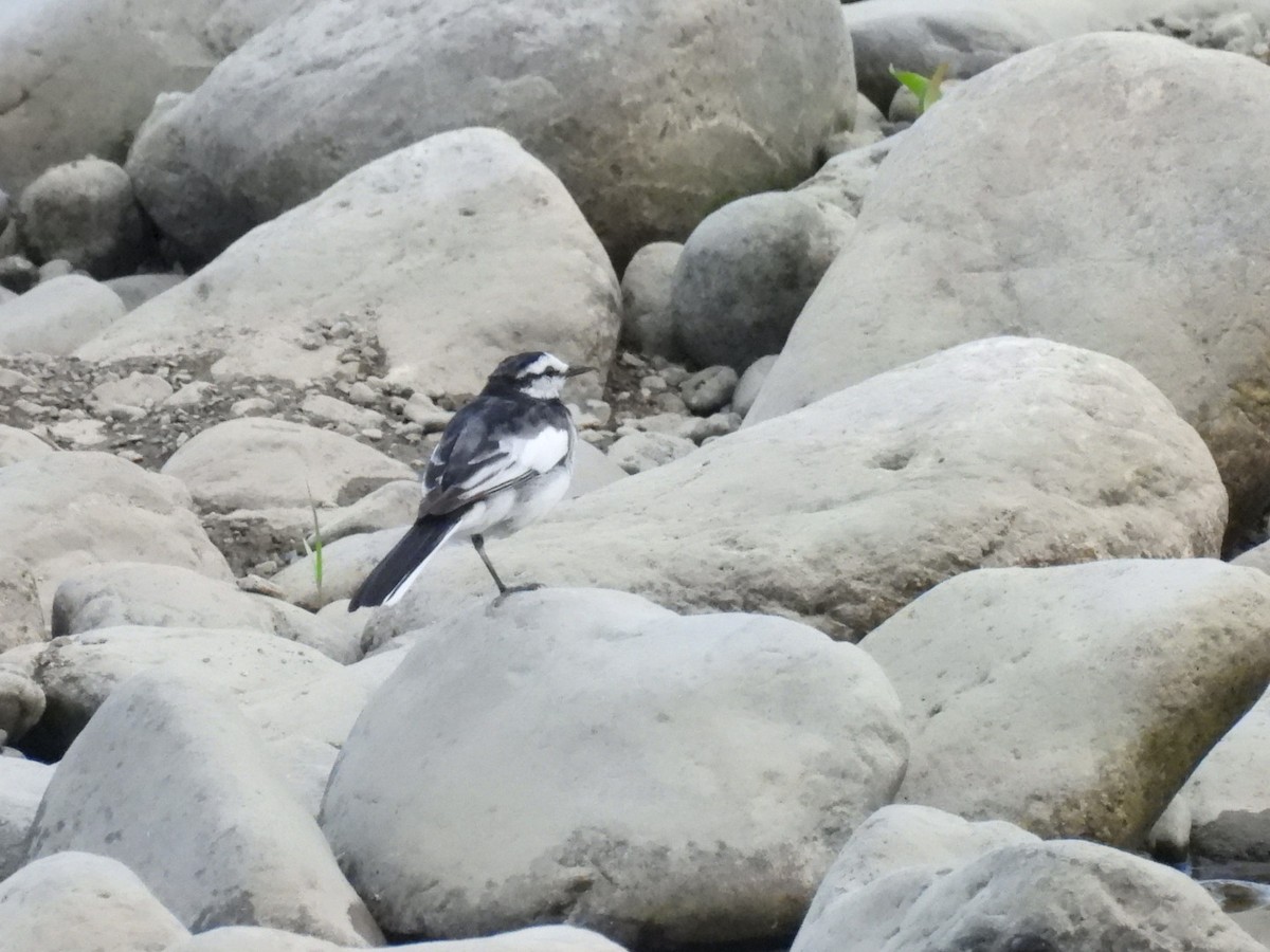 White Wagtail - Bret Okeson