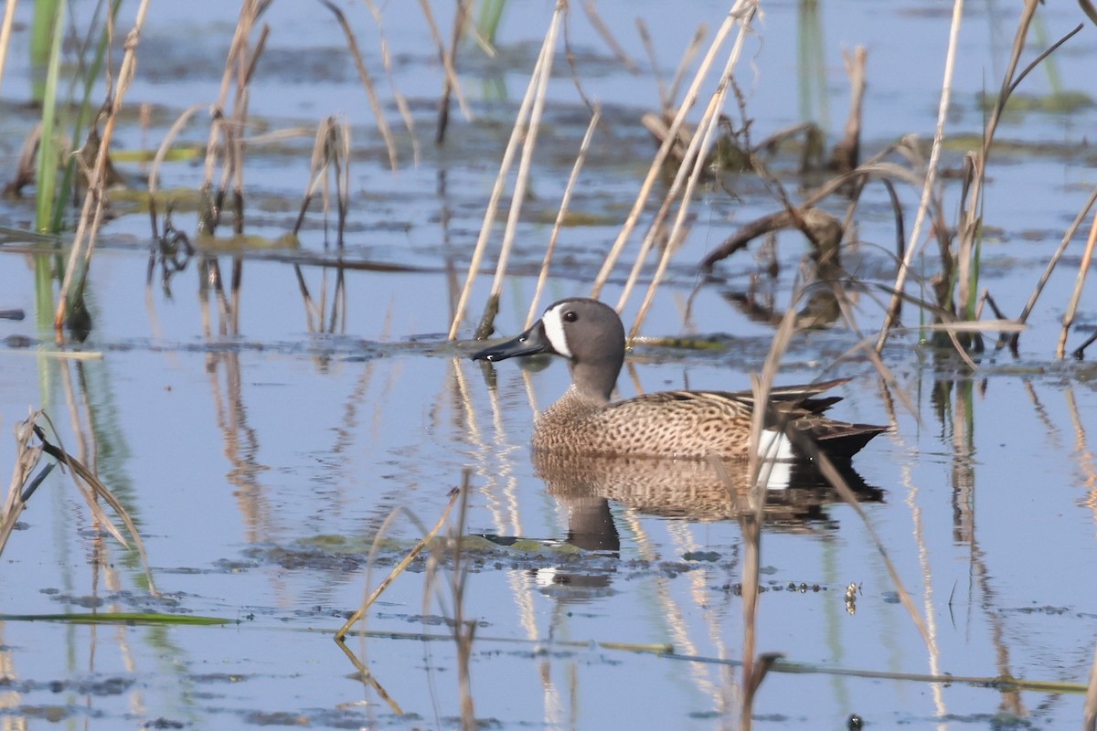 Blue-winged Teal - Jen Sanford