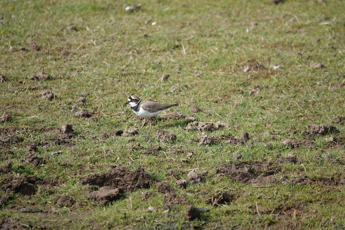 Little Ringed Plover - ML619612821