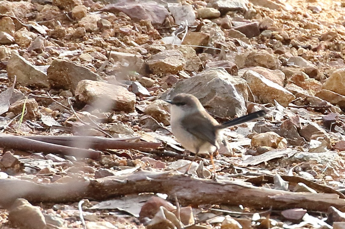 Superb Fairywren - Scott Eaton