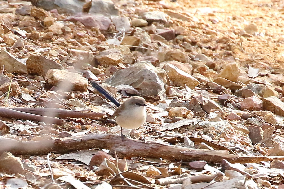 Superb Fairywren - Scott Eaton