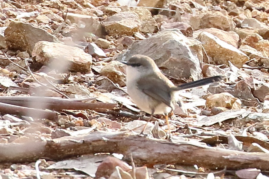 Superb Fairywren - Scott Eaton