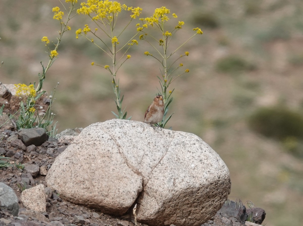 Crimson-winged Finch - ML619612830