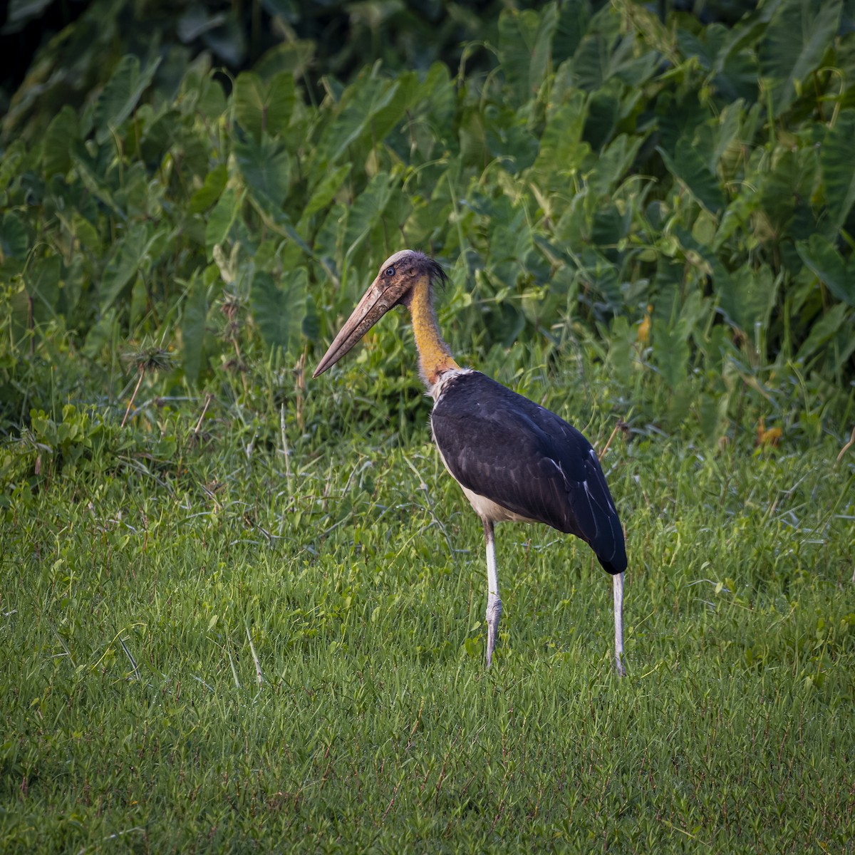 Lesser Adjutant - Ahmad Najam Saquib