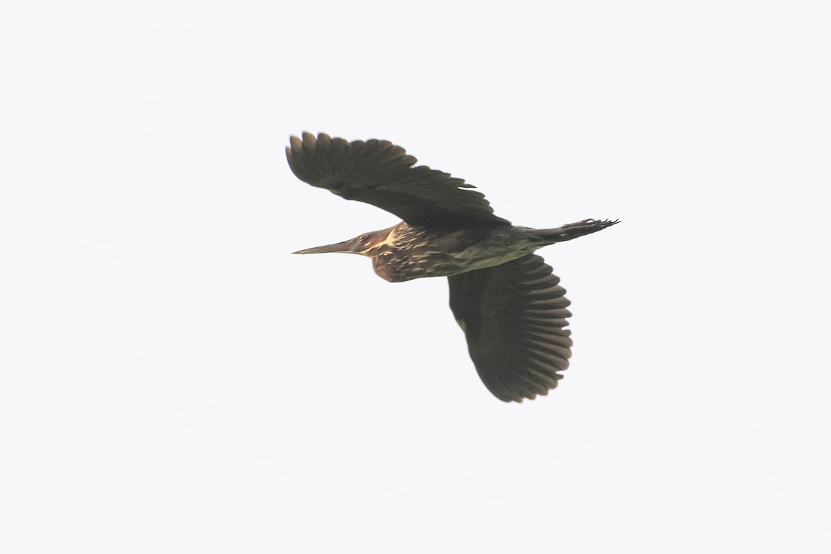 Black Bittern - Ahmad Najam Saquib