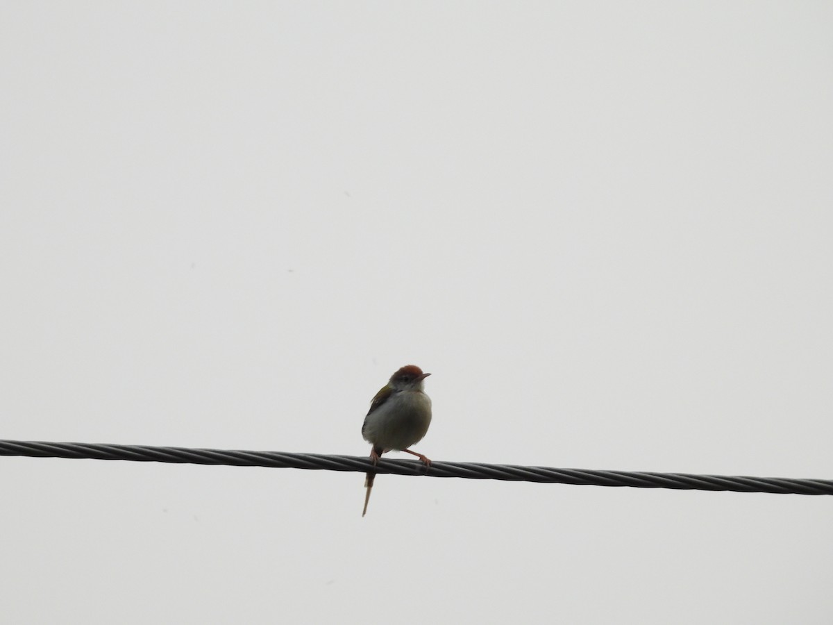 Common Tailorbird - Rahul Kumaresan