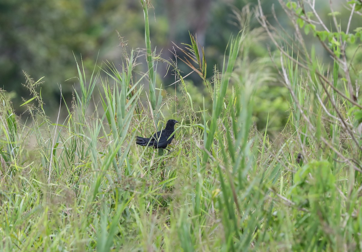 Lesser Black Coucal - Mike Edgecombe