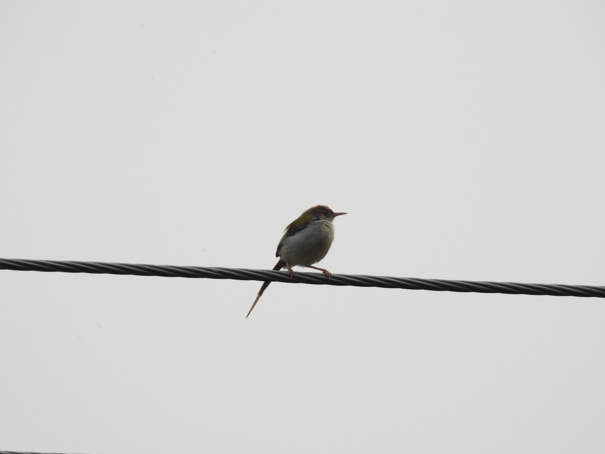 Common Tailorbird - Rahul Kumaresan