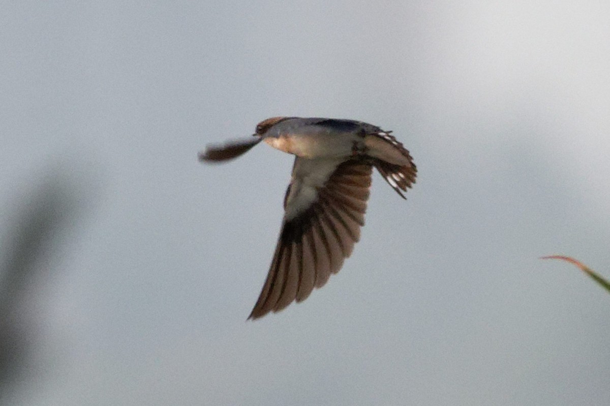 Streak-throated Swallow - ML619612855