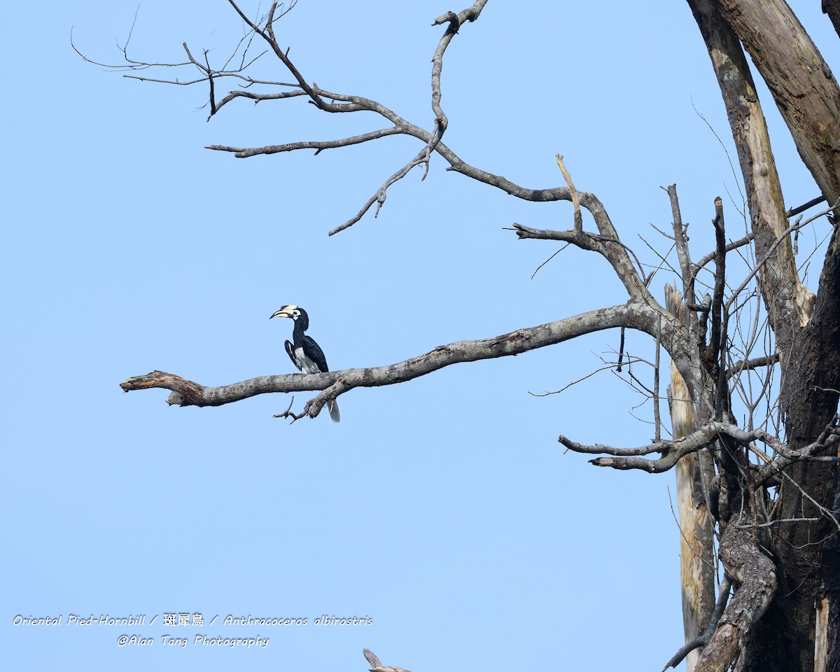 Oriental Pied-Hornbill - Shyan Chang Tang