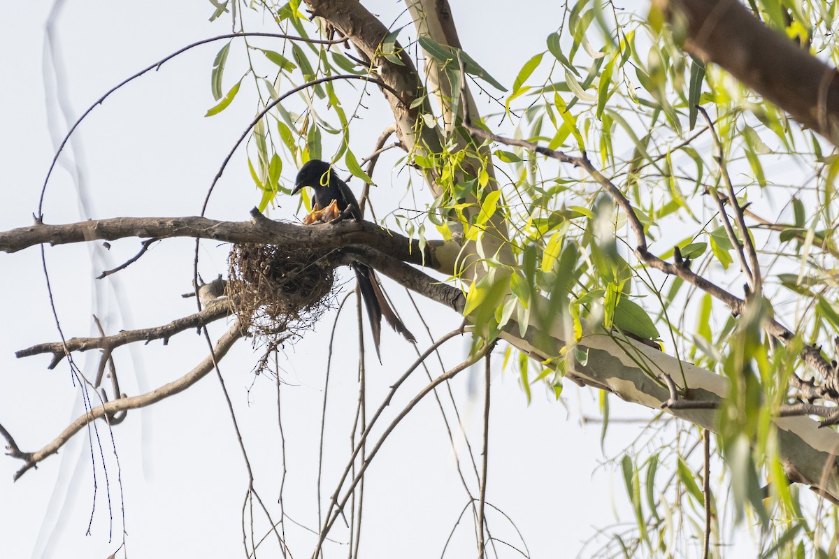 Black Drongo - Ahmad Najam Saquib