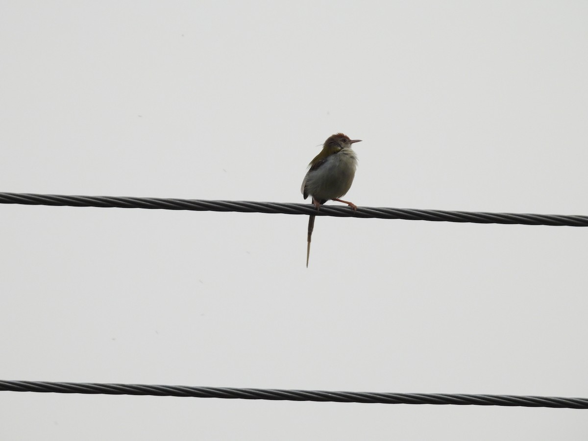 Common Tailorbird - Rahul Kumaresan