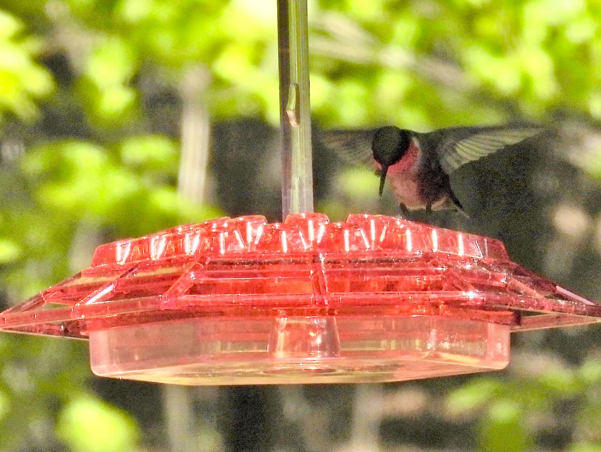 Ruby-throated Hummingbird - Douglas Cioffi