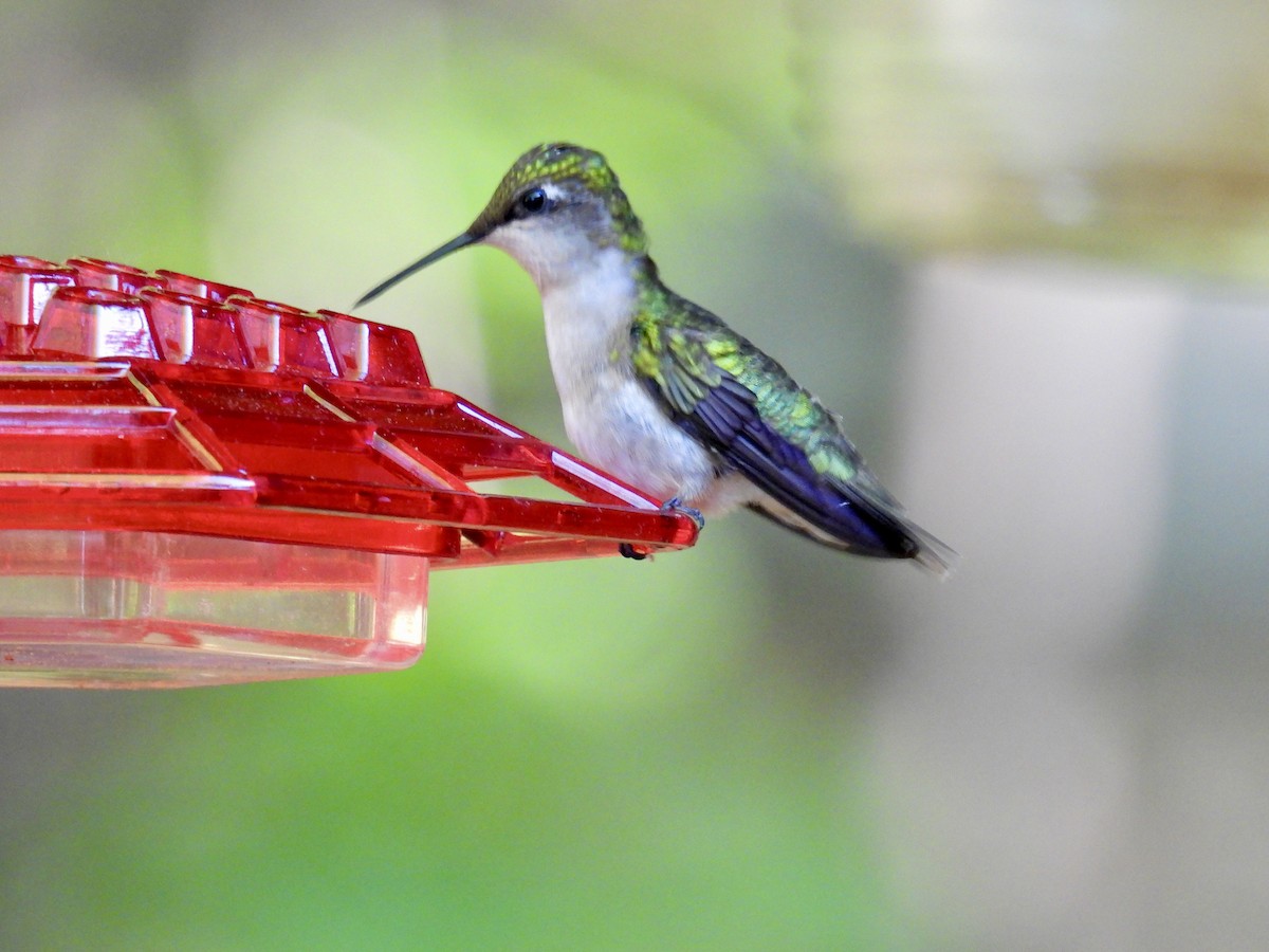 Ruby-throated Hummingbird - Douglas Cioffi