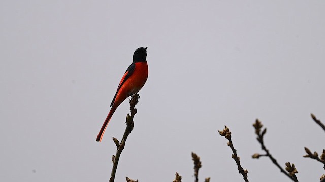 Scarlet Minivet - ML619612867