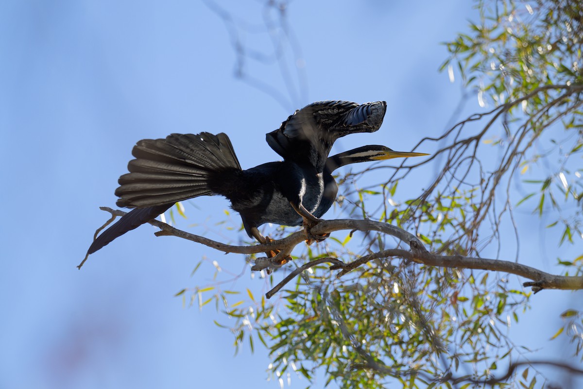Australasian Darter - ML619612869