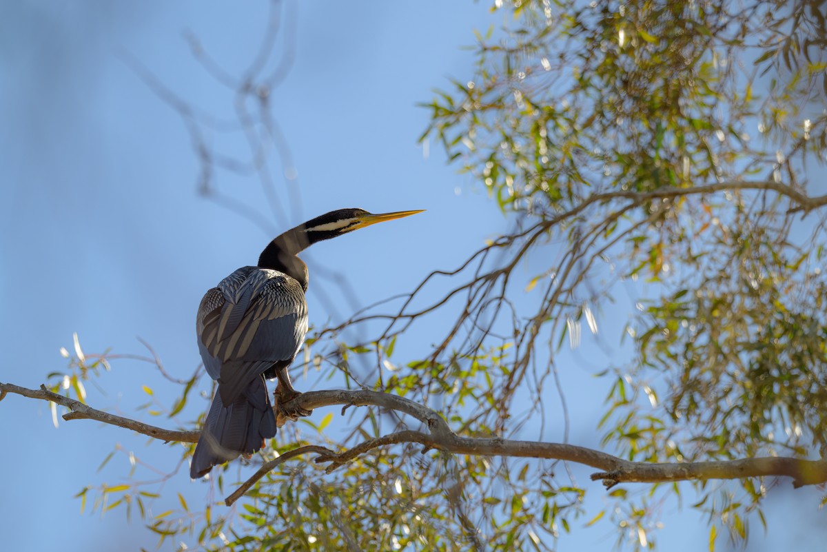 Australasian Darter - ML619612870