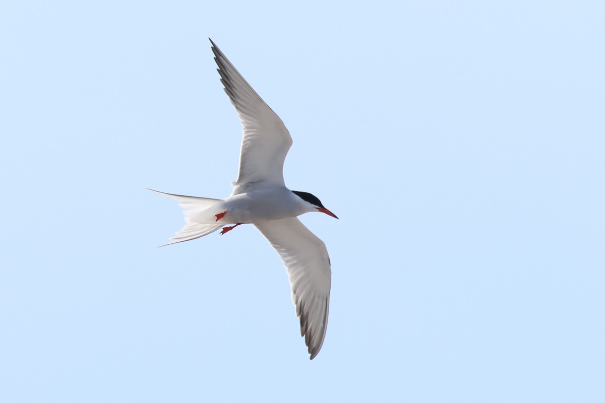 Common Tern - Jen Sanford