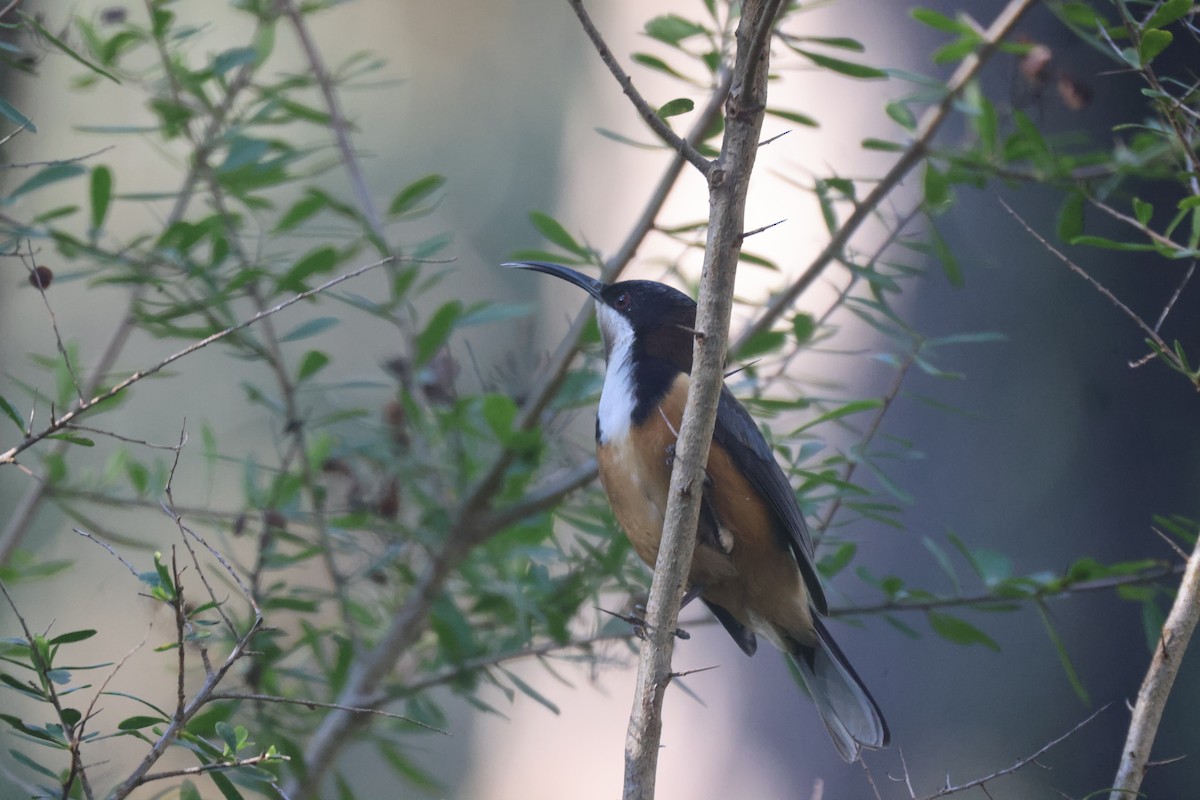 Eastern Spinebill - GEOFFREY SHINKFIELD