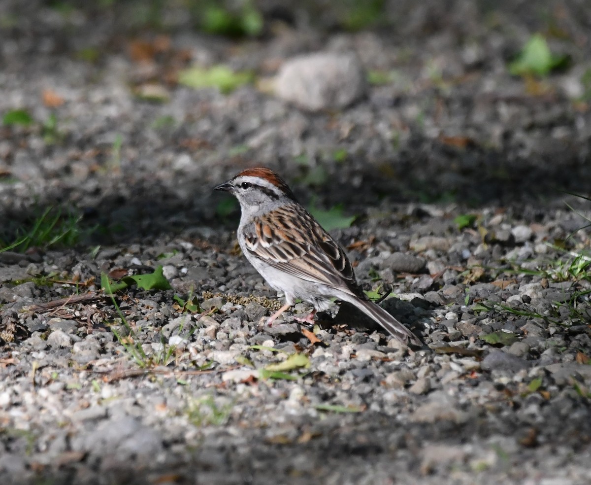Chipping Sparrow - David Hultgren