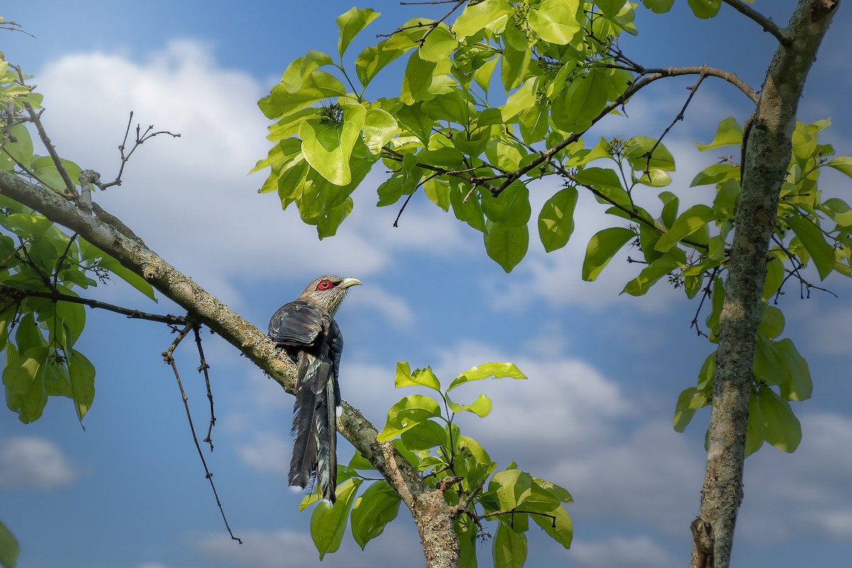 Green-billed Malkoha - Rahul Chakraborty