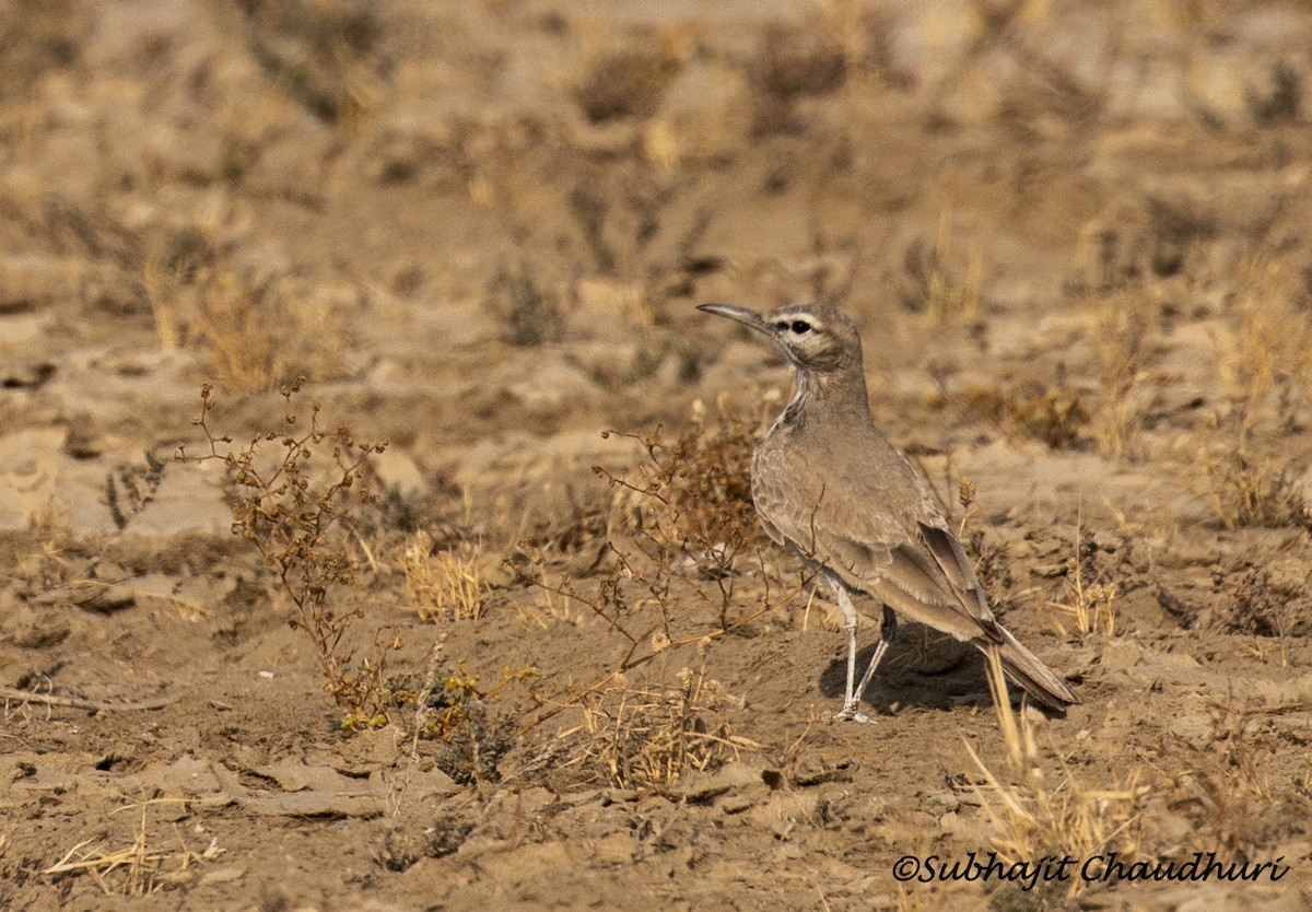skřivan dudkovitý - ML619612889
