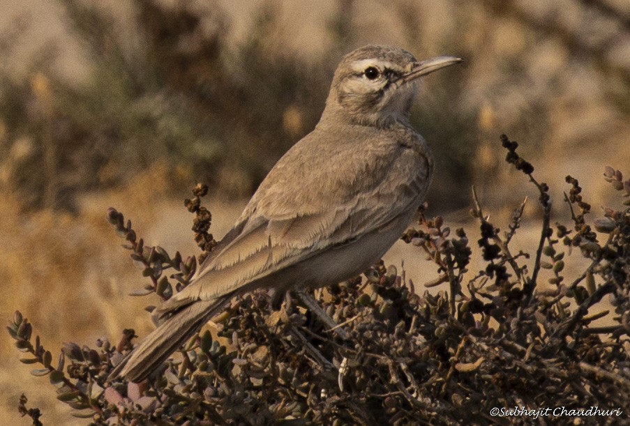 skřivan dudkovitý - ML619612891