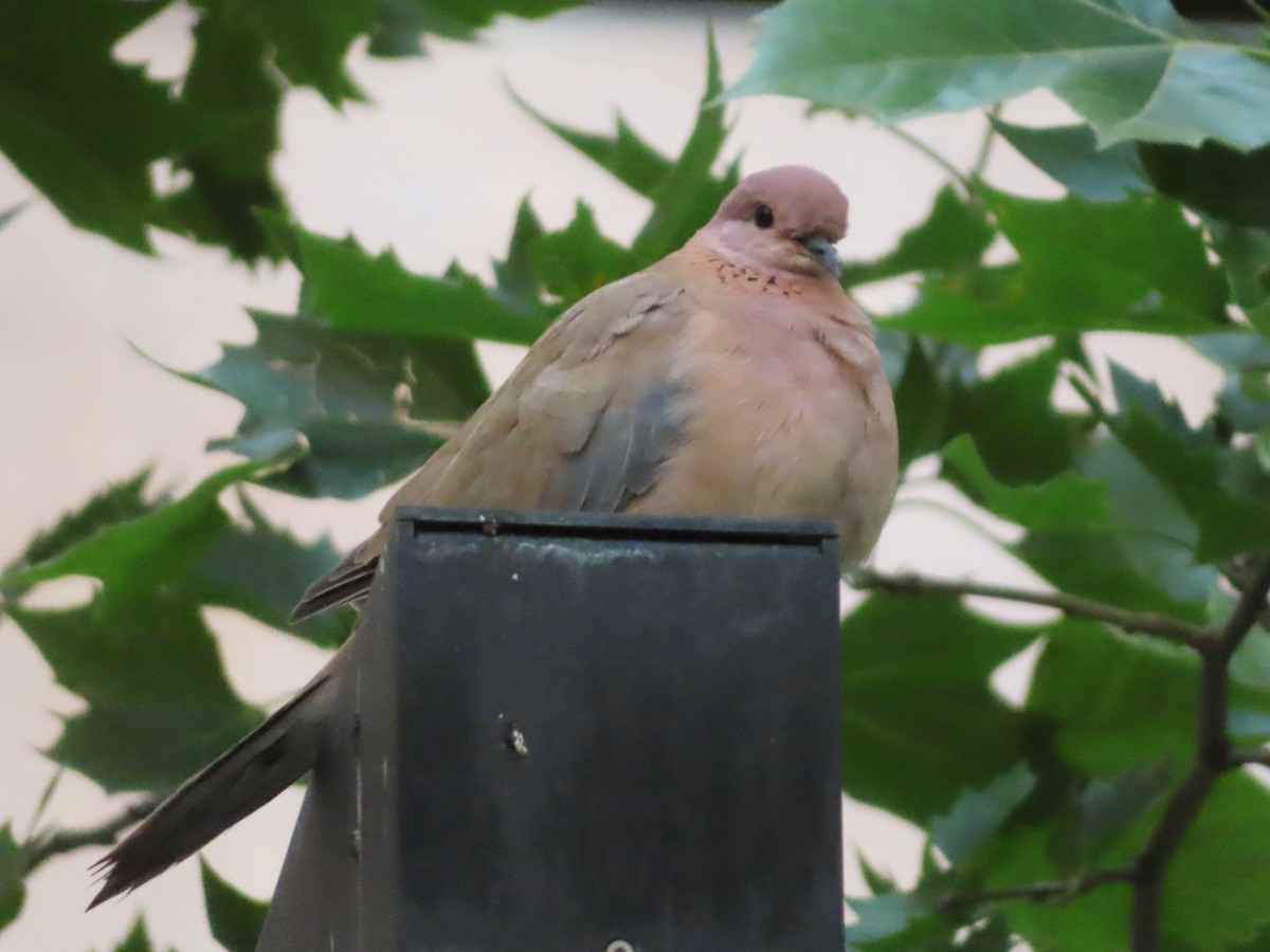 Laughing Dove - Kseniia Marianna Prondzynska