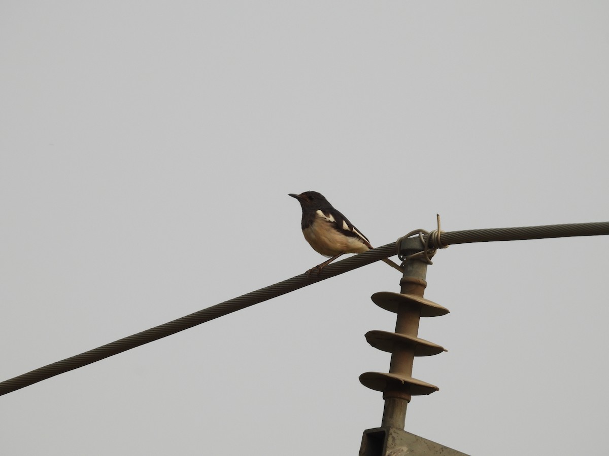 Oriental Magpie-Robin - Rahul Kumaresan