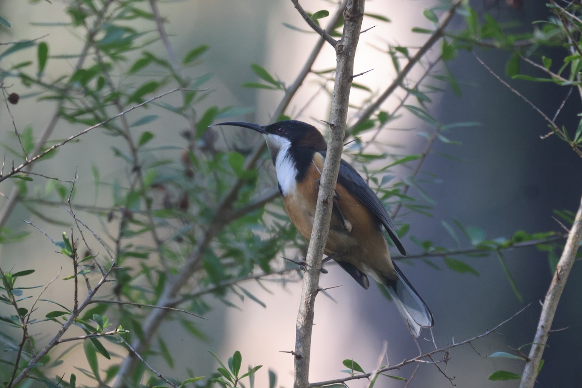 Eastern Spinebill - GEOFFREY SHINKFIELD