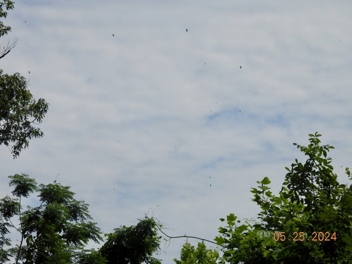 Mississippi Kite - ML619612911