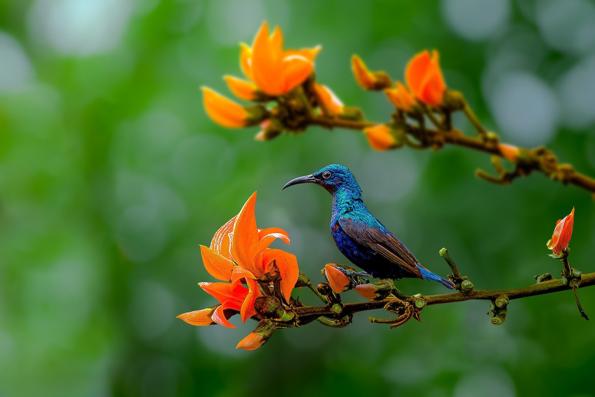 Purple Sunbird - Rahul Chakraborty