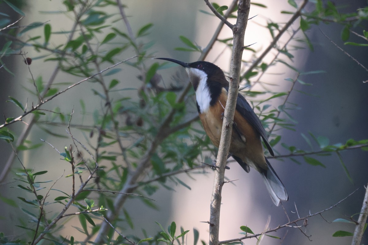 Eastern Spinebill - GEOFFREY SHINKFIELD