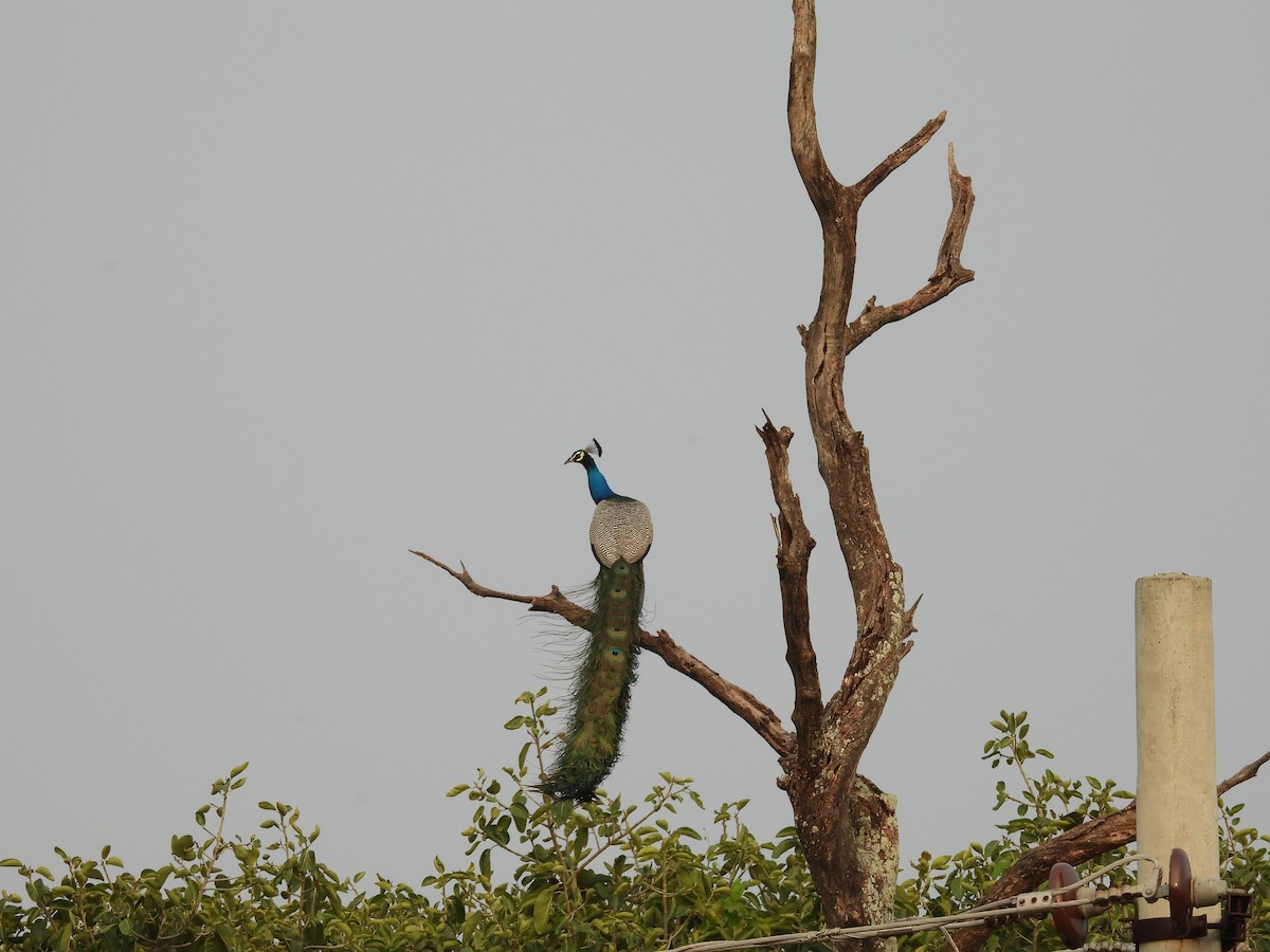 Indian Peafowl - Rahul Kumaresan