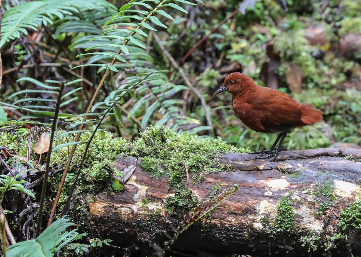 Chestnut Forest Rail - Mike Edgecombe