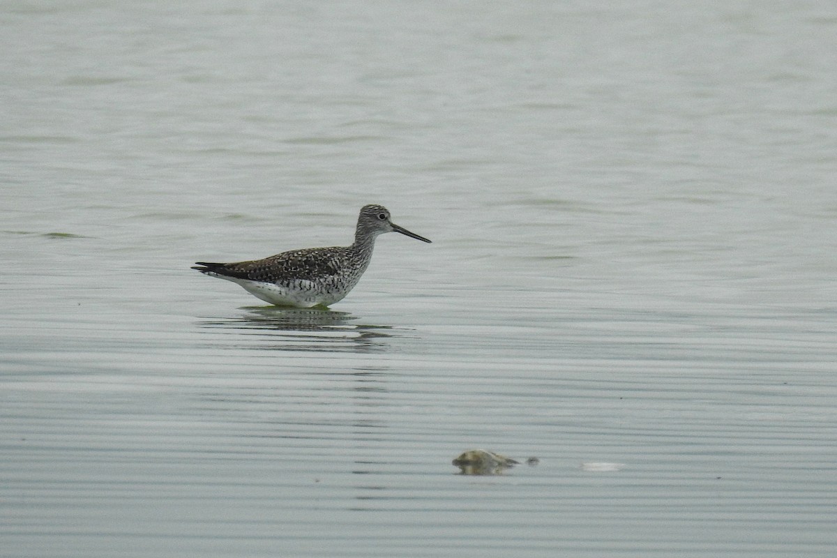 Greater Yellowlegs - José Fernández Piñar