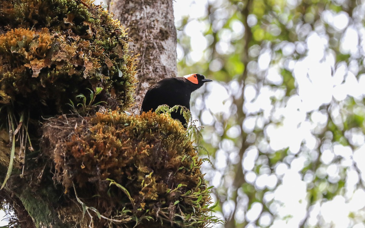 gulskjermhonningeter - ML619612925