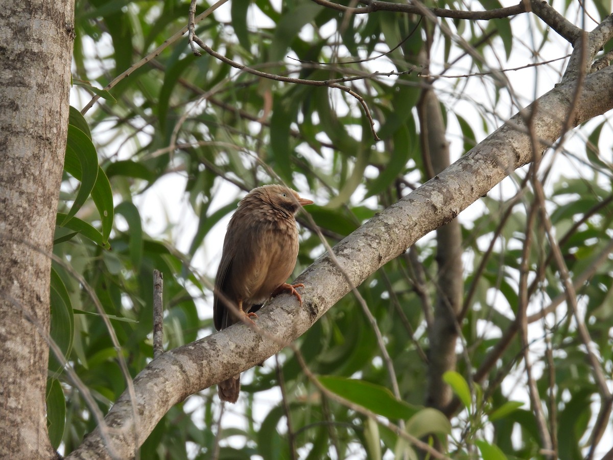 Yellow-billed Babbler - ML619612927