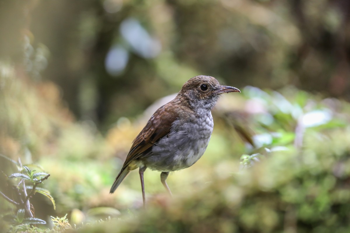 Greater Ground-Robin - Mike Edgecombe